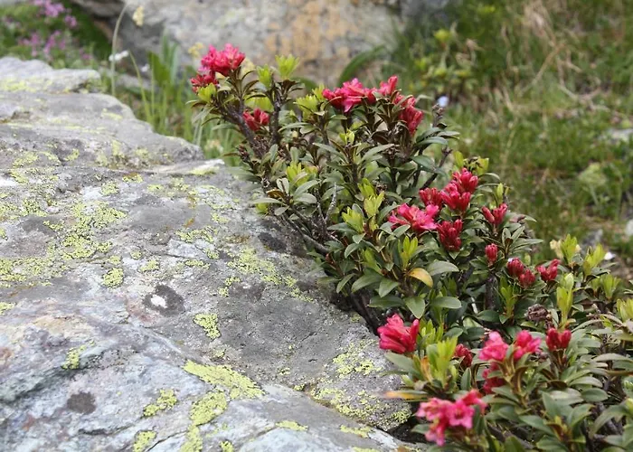 Szálloda Ambiente Saas Fee